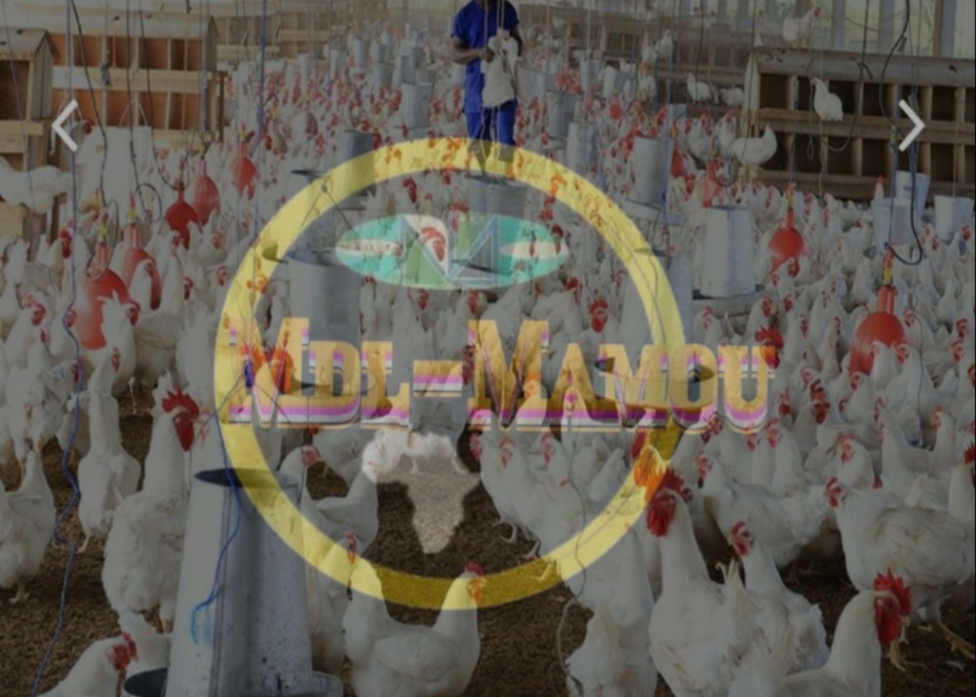 Blog MdlMamou Fournisseur De Poussins Au S n gal Au Mali Bamako En 